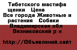  Тибетского мастифа щенки › Цена ­ 10 000 - Все города Животные и растения » Собаки   . Владимирская обл.,Вязниковский р-н